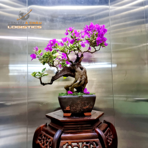 Dịch vụ vận chuyển hoa giấy Tết từ cảng HCM đi Hà Nội – Đà Nẵng và ngược lại