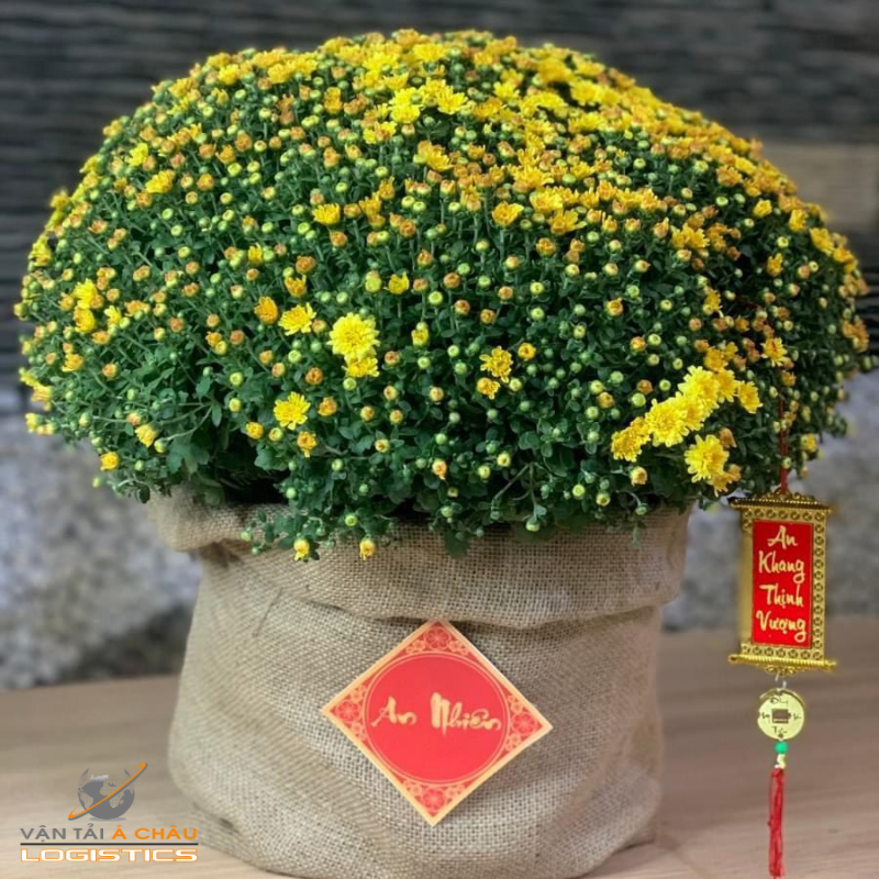 Dịch vụ vận chuyển hoa cúc mâm xôi và hoa Tết giữa các tỉnh – HCM – Hà Nội – Đà Nẵng và ngược lại