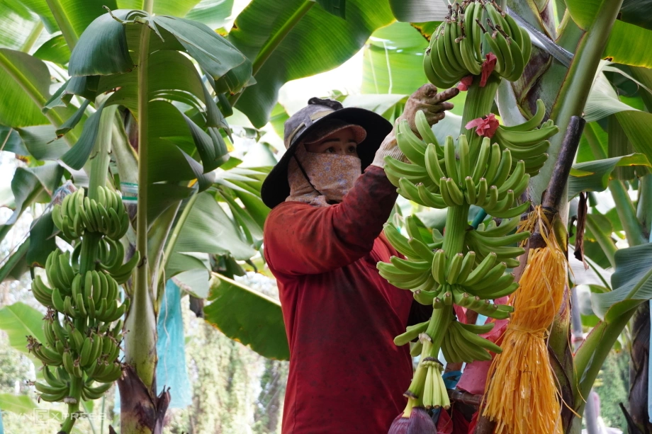 Vận chuyển chuối dịp Tết từ Tây Ninh – Long An đi TP.HCM và Hà Nội