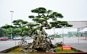 Chuyển Kiểng Bonsai – Các Loại Kiểng Cổ Thụ Đi Các Tỉnh Dịp Tết