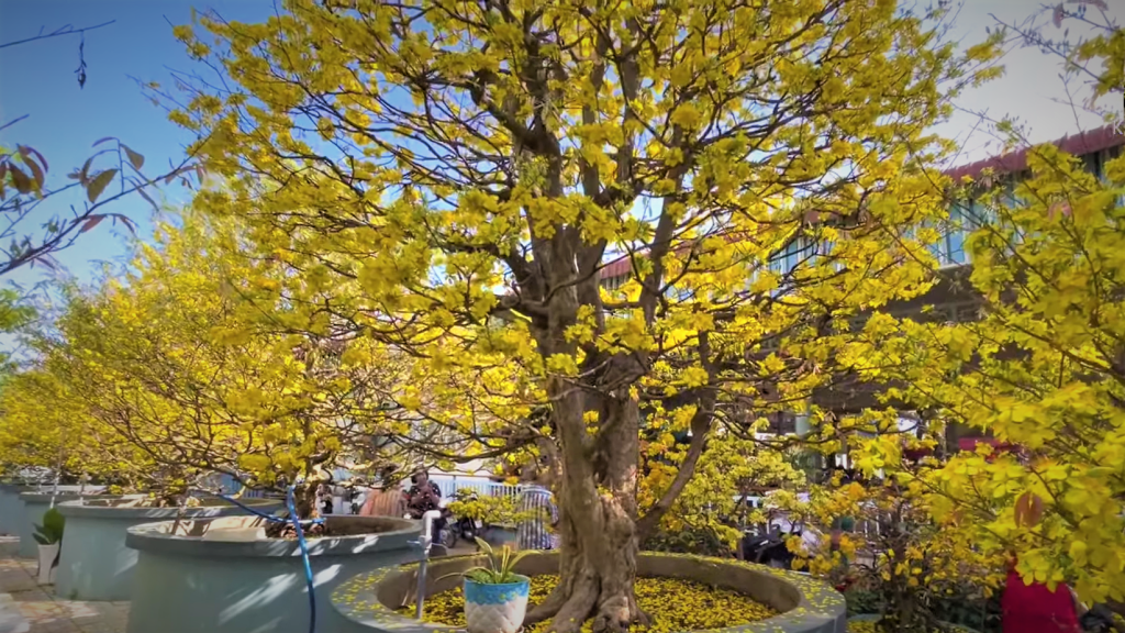 Vận Chuyển Container Cây Mai Vàng từ Sài Gòn đi Hà Nội – Giữ Trọn Sắc Xuân Miền Nam Vận Chuyển Container Cây Mai Vàng từ Sài Gòn đi Hà Nội – Giữ Trọn Sắc Xuân Miền Nam