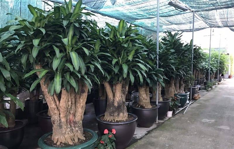 Vận chuyển Cây Tài Lộc – Cây Phát Tài dịp Tết cho cửa hàng, trung tâm thương mại