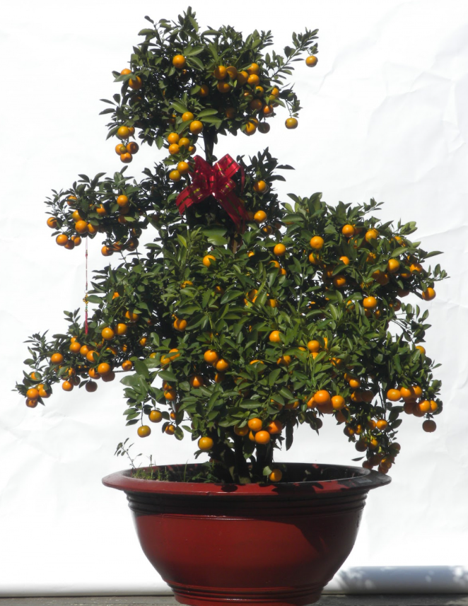 VẬN CHUYỂN CÂY QUẤT TỪ THÀNH PHỐ HÀ NỘI ĐẾN THÀNH PHỐ HỒ CHÍ MINH AN TOÀN 2025