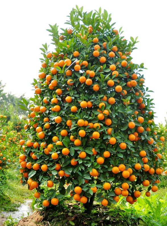 VẬN CHUYỂN CÂY QUẤT TỪ THÀNH PHỐ HÀ NỘI ĐẾN THÀNH PHỐ HỒ CHÍ MINH AN TOÀN 2025