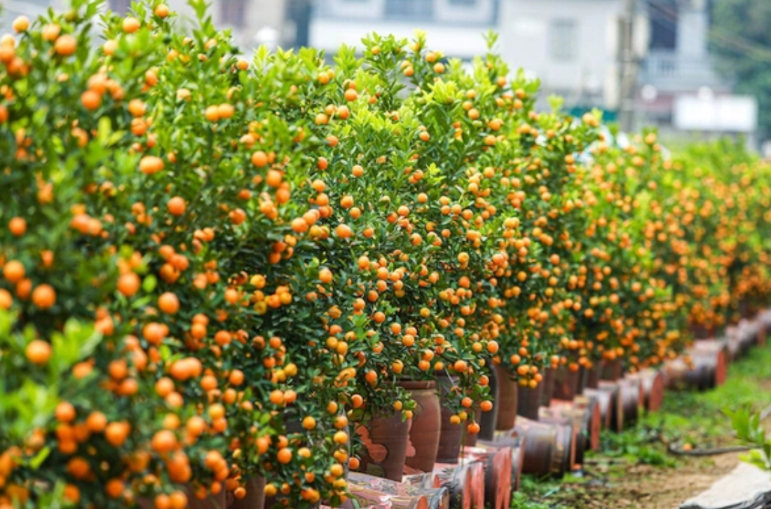 VẬN CHUYỂN CÂY QUẤT TỪ THÀNH PHỐ HÀ NỘI ĐẾN THÀNH PHỐ HỒ CHÍ MINH AN TOÀN 2025