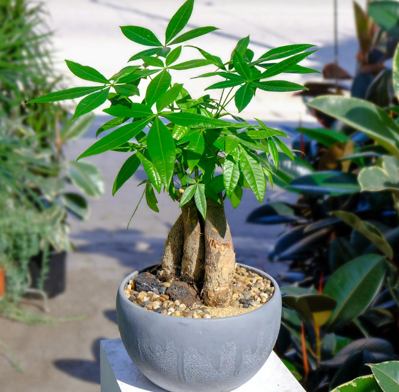 VẬN CHUYỂN CÂY PHÁT LỘC TỪ THÀNH PHỐ HỒ CHÍ MINH ĐẾN ĐÀ NẴNG AN TOÀN 2025