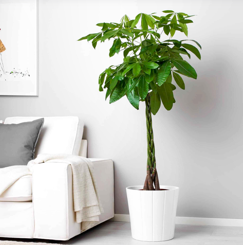 VẬN CHUYỂN CÂY PHÁT LỘC TỪ THÀNH PHỐ HỒ CHÍ MINH ĐẾN ĐÀ NẴNG AN TOÀN 2025