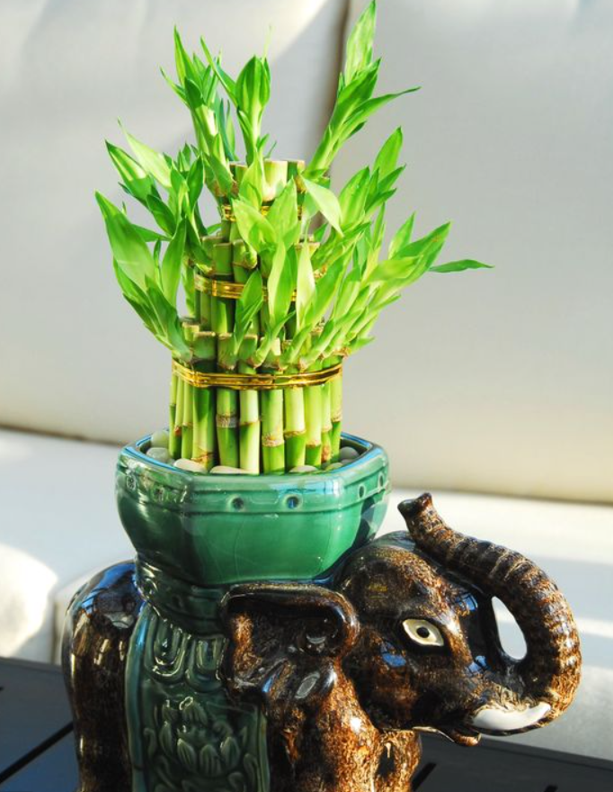 VẬN CHUYỂN CÂY PHÁT LỘC TỪ THÀNH PHỐ HỒ CHÍ MINH ĐẾN ĐÀ NẴNG AN TOÀN 2025