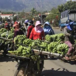 Vận chuyển chuối dịp Tết từ Tây Ninh – Long An đi TP.HCM và Hà Nội