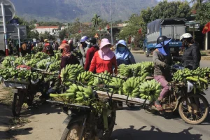 Vận chuyển chuối dịp Tết từ Tây Ninh – Long An đi TP.HCM và Hà Nội