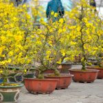 Dịch vụ vận chuyển hoa tết và vận chuyển hàng cont cảng từ Hồ Chí Minh đi các tỉnh