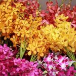 Vận Chuyển Hoa Tươi Cắt Cành Dịp Tết Bằng Container Lạnh | Giữ Hương Sắc Nguyên Vẹn