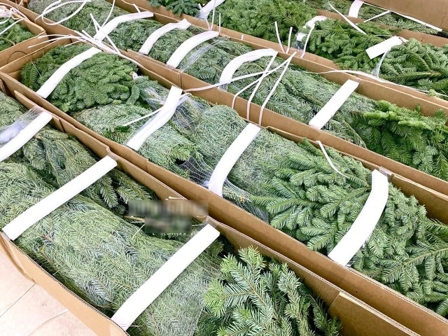 Dịch vụ vận chuyển cây thông Noel đi các tỉnh giá rẻ