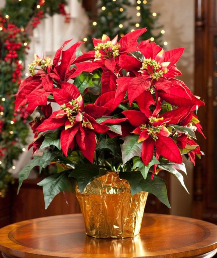 VẬN CHUYỂN CÂY TRẠNG NGUYÊN TỪ HUẾ ĐẾN THÀNH PHỐ HỒ CHÍ MINH AN TOÀN 2025