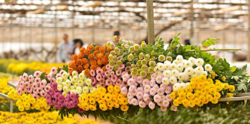 Dịch vụ vận chuyển hoa tươi bảo quản lạnh dịp cận Tết từ Đà Lạt đi TP.HCM và miền Tây