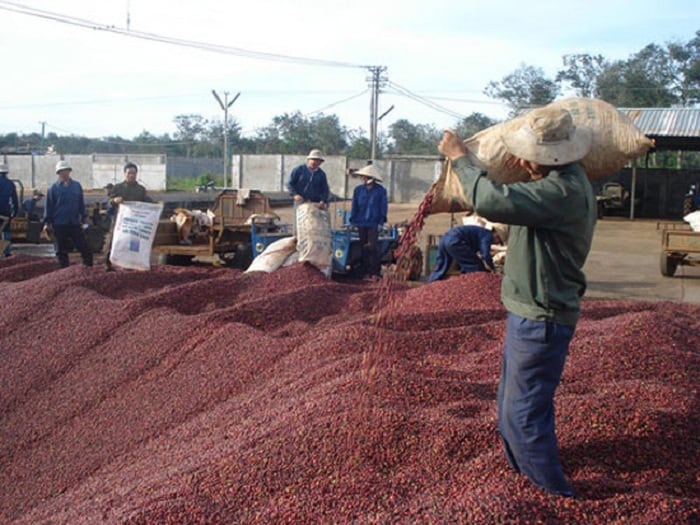 Vận chuyển container hàng cà phê từ Đắk Lắk đi TP.HCM và ngược lại ổn định và đúng tiến độ