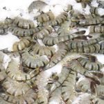 Dịch vụ vận chuyển tôm đông lạnh phục vụ Tết từ Bạc Liêu đi các kho lạnh miền Đông Nam Bộ