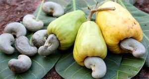 Dịch vụ vận chuyển hàng lẻ và ghép hạt điều từ Bình Phước đi các tỉnh miền Bắc