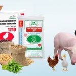 Dịch vụ vận chuyển hàng lẻ và ghép thức ăn chăn nuôi từ Đồng Nai đi các tỉnh Miền Trung