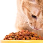 Gửi thức ăn thú cưng từ Bình Dương đi TP.HCM nhanh chóng, an toàn, tiết kiệm