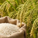 Vận Chuyển Gạo Long An Đi Manila