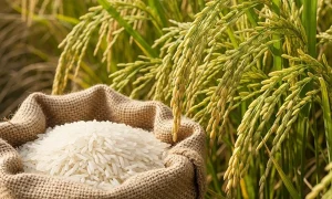 Vận Chuyển Gạo Long An Đi Manila