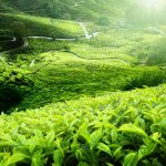 Gửi chè Thái Nguyên đi Cần Thơ nhanh chóng, an toàn, giá tốt