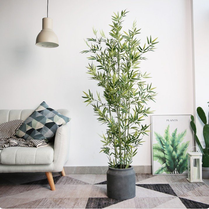 Vận chuyển chậu cây trang trí từ Bến Tre đi Hà Nội