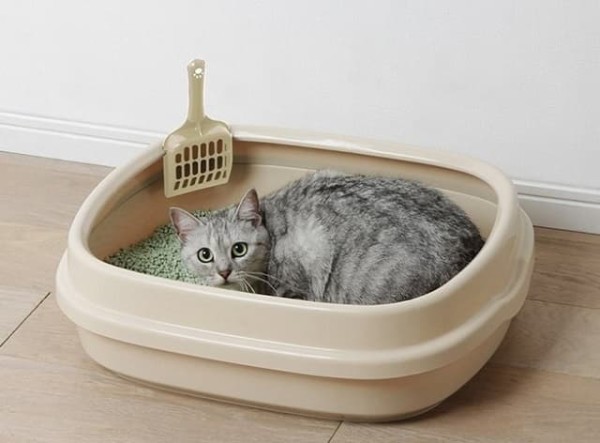 Vận Chuyển Cát Vệ Sinh Thú Cưng Từ Bình Dương Đi Miền Tây