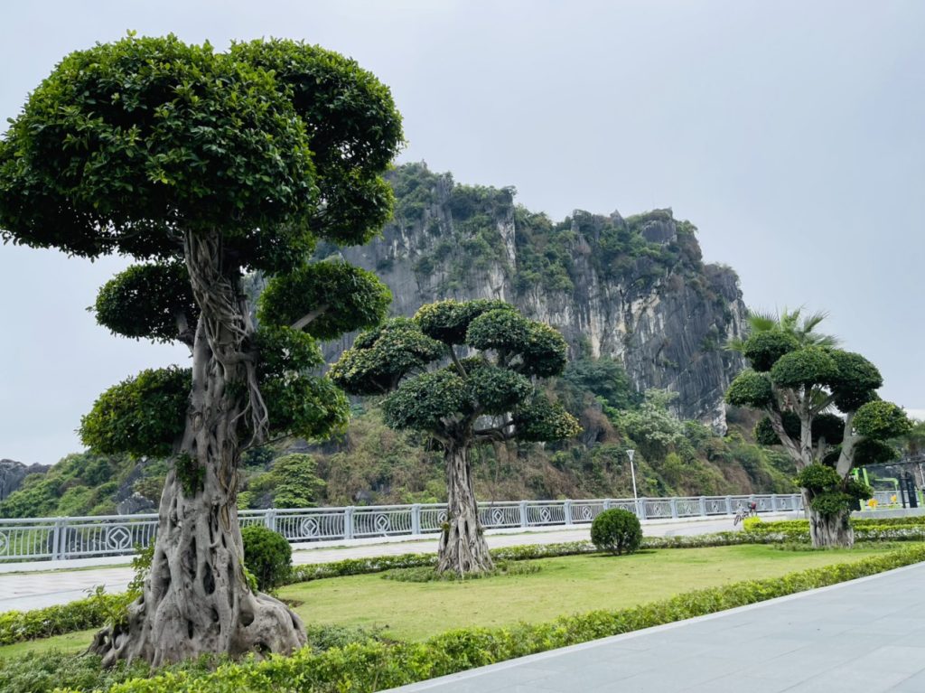 Vận chuyển cây công trình từ miền Tây đi Hà Nội
