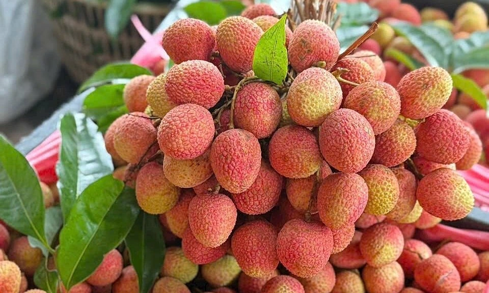 Vận chuyển vải thiều Bắc Giang đi TP.HCM bằng xe lạnh