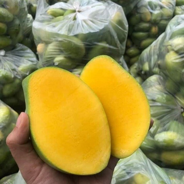 Vận chuyển xoài keo từ miền Tây đi các cửa khẩu biên giới