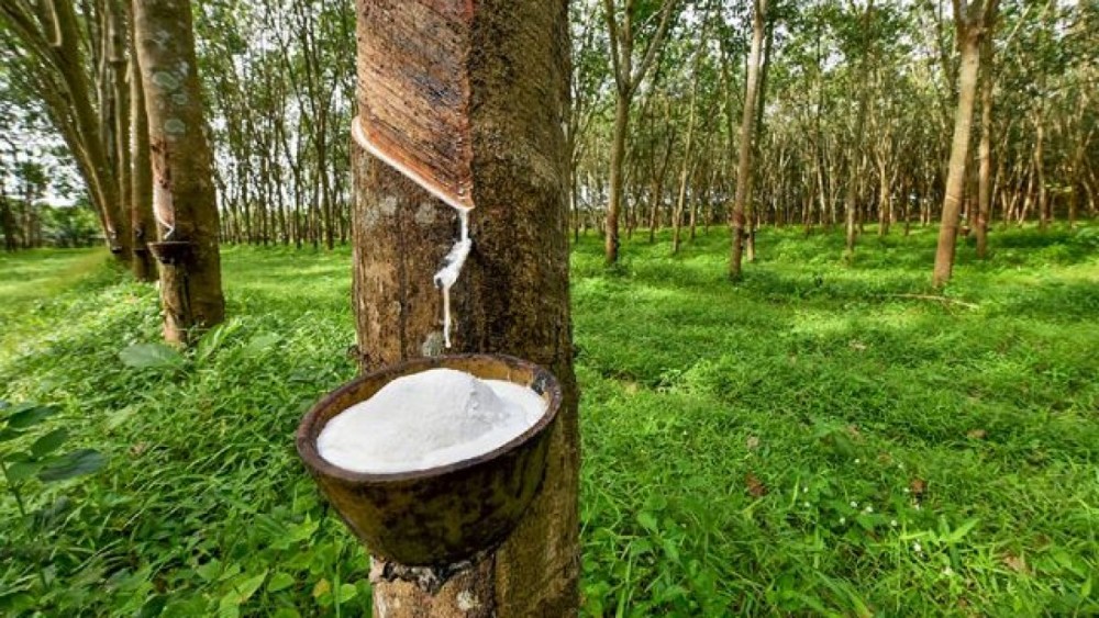 Vận chuyển mủ cao su từ Bình Phước đi nhà máy