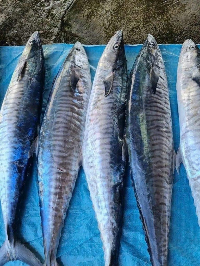 Vận chuyển cá thu cắt khúc từ Phú Quốc đi Hà Nội